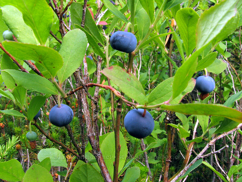 Cascades bilberries (blue-leaf huckleberries) (Vaccinium deliciosum) [Pinnacle Ridge Trail, Mt. Hood Wilderness, Hood River County, Oregon]