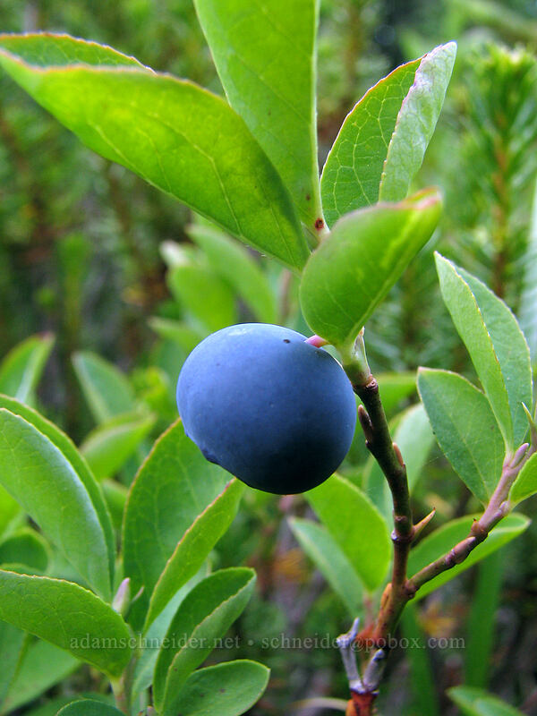 Cascades bilberry (blue-leaf huckleberry) (Vaccinium deliciosum) [Pinnacle Ridge Trail, Mt. Hood Wilderness, Hood River County, Oregon]