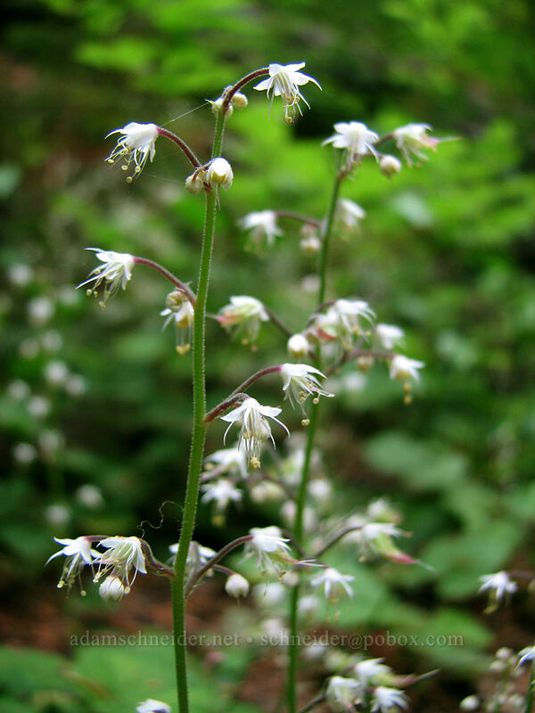 foamflower (Tiarella trifoliata) [Whitewater Trail, Mt. Jefferson Wilderness, Marion County, Oregon]