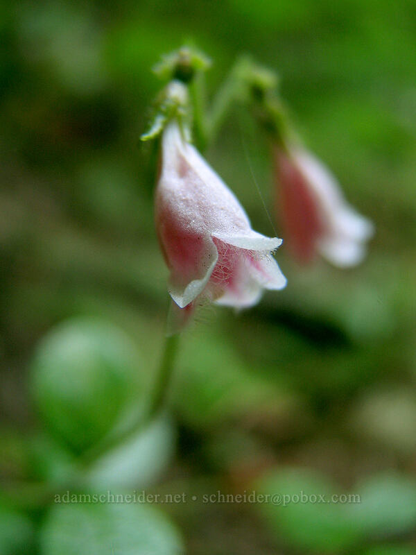 twinflower (Linnaea borealis) [Whitewater Trail, Mt. Jefferson Wilderness, Marion County, Oregon]