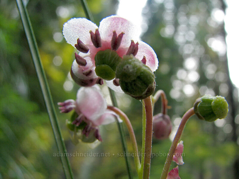 pipsissewa (Chimaphila umbellata) [Whitewater Trail, Mt. Jefferson Wilderness, Marion County, Oregon]