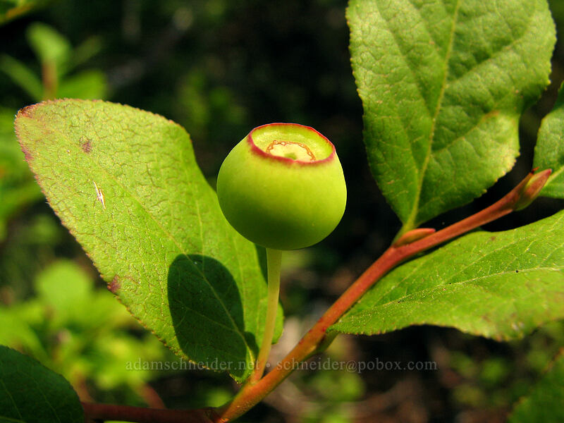 black huckleberry (green) (Vaccinium membranaceum) [Whitewater Trail, Mt. Jefferson Wilderness, Marion County, Oregon]