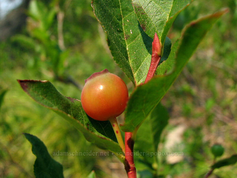 black huckleberry (red) (Vaccinium membranaceum) [Whitewater Trail, Mt. Jefferson Wilderness, Marion County, Oregon]