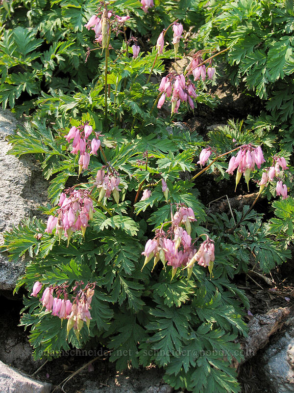 Pacific bleeding heart (Dicentra formosa) [Whitewater Trail, Mt. Jefferson Wilderness, Marion County, Oregon]