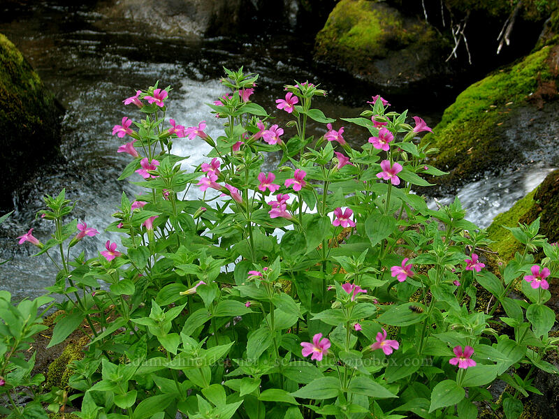 Lewis' monkeyflower in Whitewater Creek (Erythranthe lewisii (Mimulus lewisii)) [Whitewater Trail, Mt. Jefferson Wilderness, Marion County, Oregon]