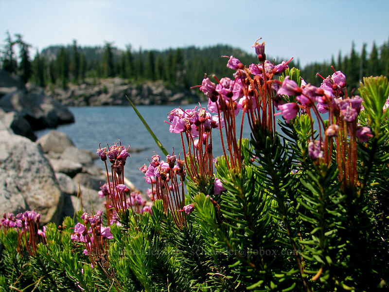 pink mountain heather (Phyllodoce empetriformis) [Bays Lake, Jefferson Park, Mt. Jefferson Wilderness, Marion County, Oregon]
