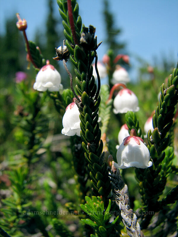 white mountain heather (Cassiope mertensiana) [Jefferson Park, Mt. Jefferson Wilderness, Marion County, Oregon]