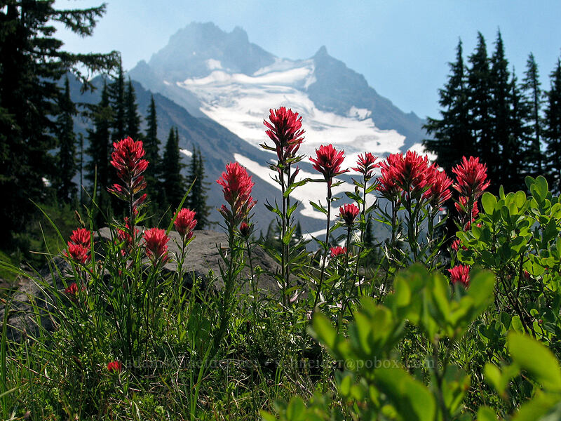magenta paintbrush & Mount Jefferson (Castilleja parviflora var. oreopola) [Jefferson Park, Mt. Jefferson Wilderness, Marion County, Oregon]