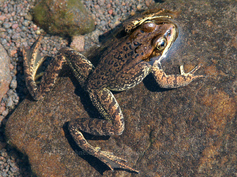 Cascades frog (Rana cascadae) [Breitenbush River, Jefferson Park, Mt. Jefferson Wilderness, Marion County, Oregon]