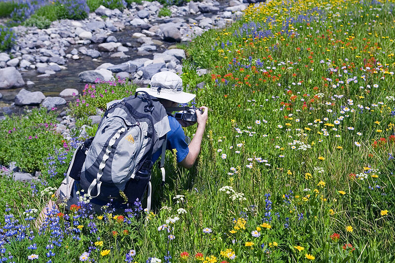 Adam in the wildflowers [Breitenbush River, Jefferson Park, Mt. Jefferson Wilderness, Marion County, Oregon]