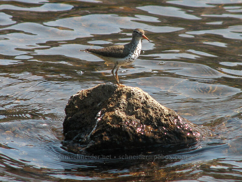 spotted sandpiper (Actitis macularius) [Russell Lake, Jefferson Park, Mt. Jefferson Wilderness, Marion County, Oregon]