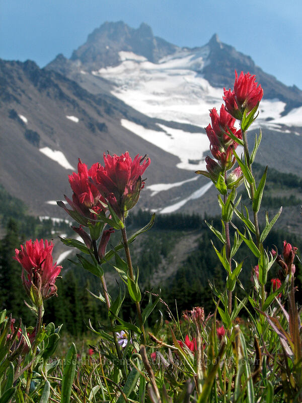 Mount Jefferson & magenta paintbrush (Castilleja parviflora var. oreopola) [Scout Lake, Jefferson Park, Mt. Jefferson Wilderness, Marion County, Oregon]