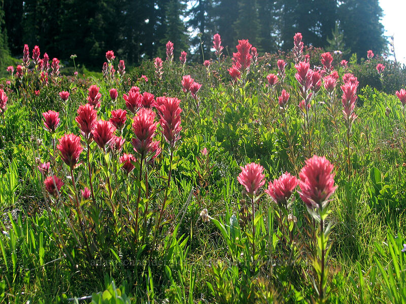 magenta paintbrush (Castilleja parviflora var. oreopola) [Scout Lake, Jefferson Park, Mt. Jefferson Wilderness, Marion County, Oregon]