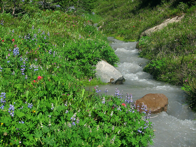 wildflowers by a silty stream [Pacific Crest Trail, Mt. Jefferson Wilderness, Marion County, Oregon]