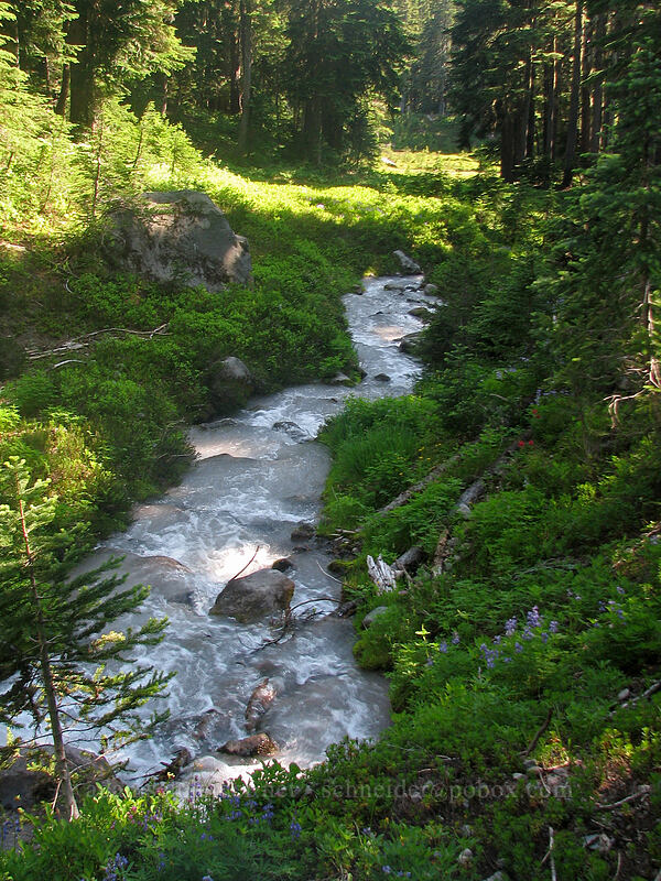 stream through the woods [Pacific Crest Trail, Mt. Jefferson Wilderness, Marion County, Oregon]