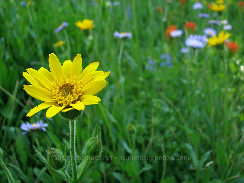 hairy arnica & other wildflowers (Arnica mollis) [Pacific Crest Trail, Mt. Jefferson Wilderness, Marion County, Oregon]