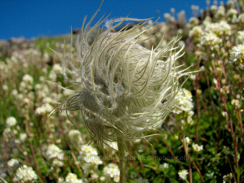 western pasqueflower & partridgefoot (Anemone occidentalis (Pulsatilla occidentalis), Luetkea pectinata) [South Sister Trail, Three Sisters Wilderness, Deschutes County, Oregon]