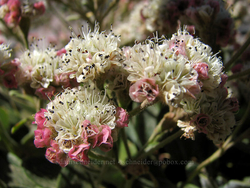 alpine buckwheat (Eriogonum pyrolifolium) [South Sister Trail, Three Sisters Wilderness, Deschutes County, Oregon]