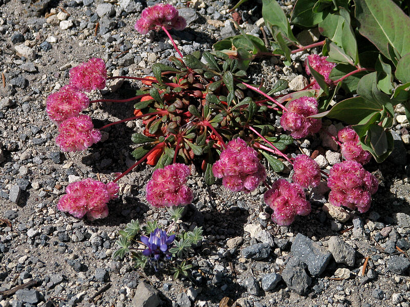 pussypaws (Calyptridium umbellatum (Cistanthe umbellata)) [South Sister Trail, Three Sisters Wilderness, Deschutes County, Oregon]