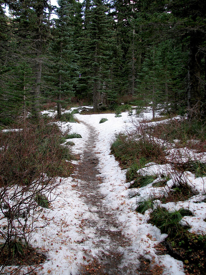 the trail [Ptarmigan Trail, Mt. St. Helens National Volcanic Monument, Skamania County, Washington]