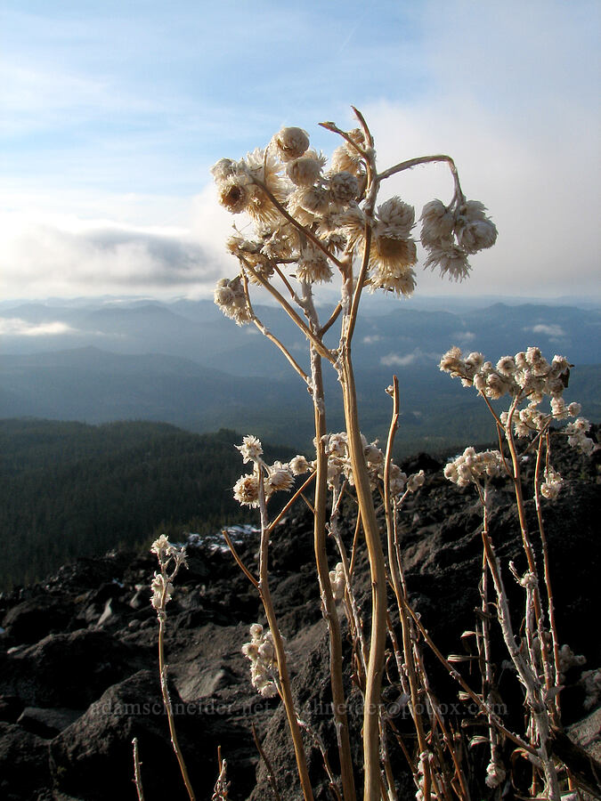 pearly everlasting (Anaphalis margaritacea) [Monitor Ridge, Mt. St. Helens National Volcanic Monument, Skamania County, Washington]