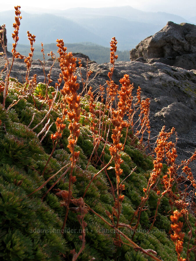 partridgefoot (Luetkea pectinata) [Monitor Ridge, Mt. St. Helens National Volcanic Monument, Skamania County, Washington]