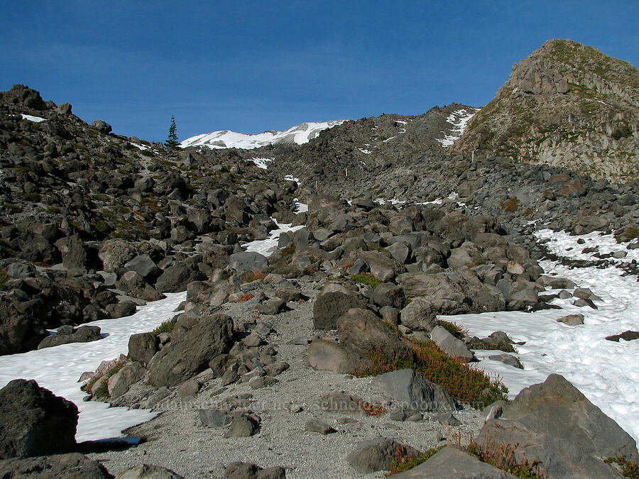 view toward the summit [Monitor Ridge, Mt. St. Helens National Volcanic Monument, Skamania County, Washington]