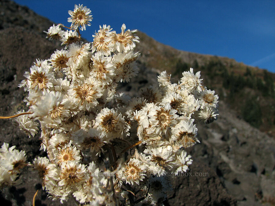 pearly everlasting (Anaphalis margaritacea) [Monitor Ridge, Mt. St. Helens National Volcanic Monument, Skamania County, Washington]