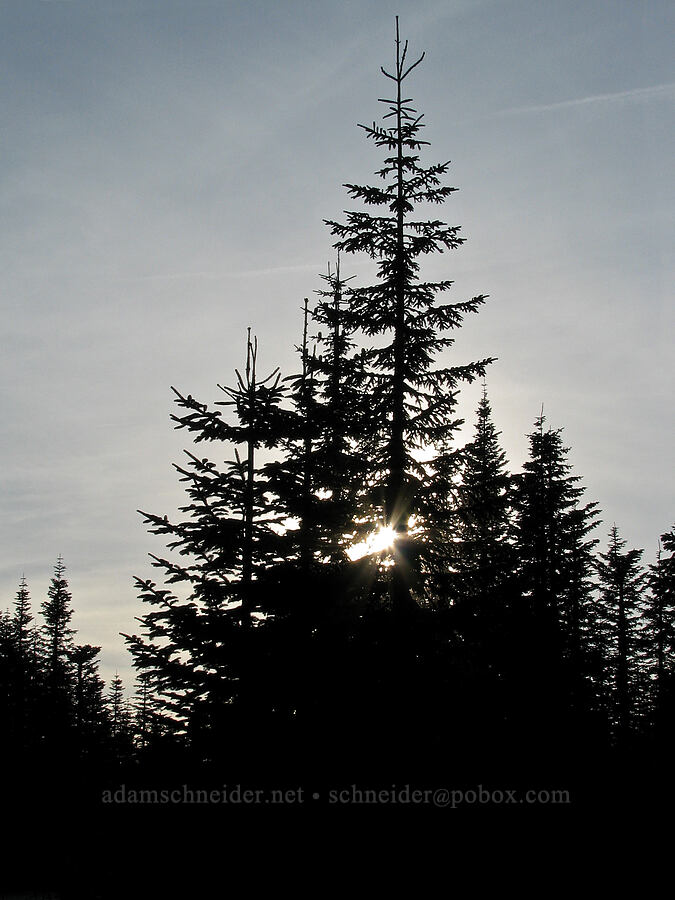 backlit firs (Abies sp.) [Climber's Bivouac, Mt. St. Helens National Volcanic Monument, Skamania County, Washington]
