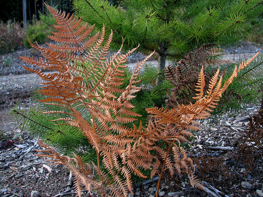 autumn bracken fern (Pteridium aquilinum) [Forest Road 83, Skamania County, Washington]