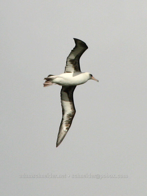 Laysan albatross (Phoebastria immutabilis) [Moloa'a Bay, Anahola, Kaua'i, Hawaii]