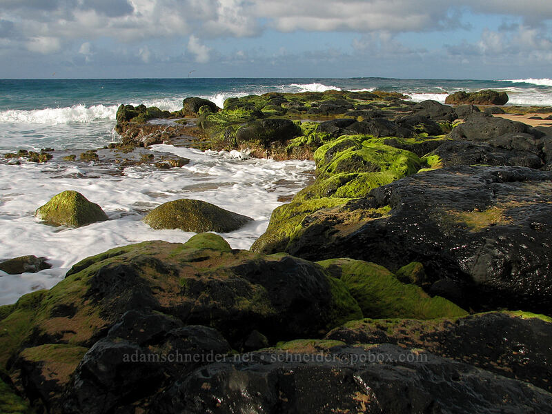 seaweed-covered rocks [Kauapea Beach, Kilauea, Kaua'i, Hawaii]