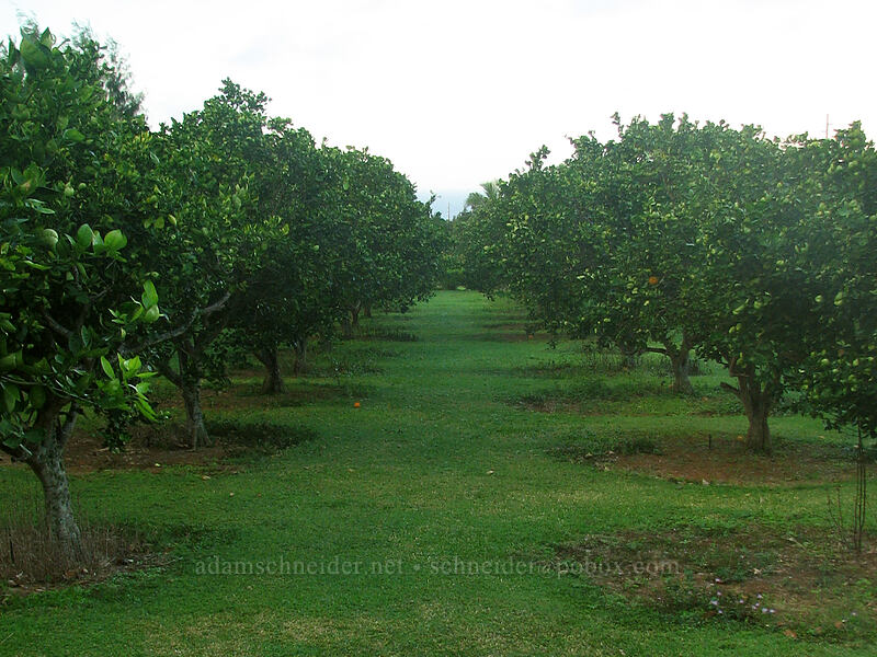citrus orchard [Green Acres Cottages, Kilauea, Kaua'i, Hawaii]