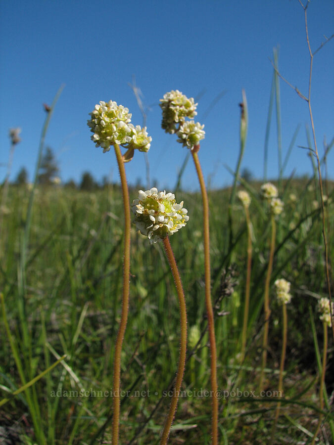 whole-leaf saxifrage (Micranthes integrifolia (Saxifraga integrifolia)) [Catherine Creek, Gifford Pinchot National Forest, Klickitat County, Washington]