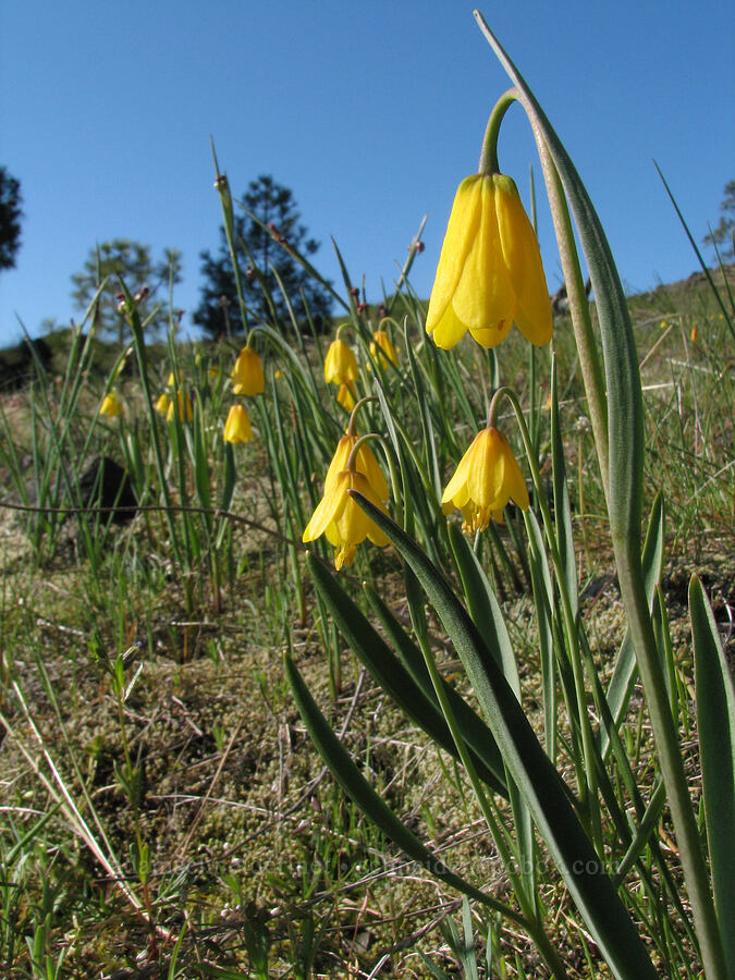 yellow bells (Fritillaria pudica) [Catherine Creek, Gifford Pinchot National Forest, Klickitat County, Washington]