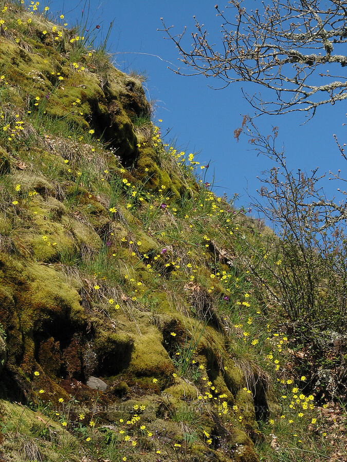 gold stars (Crocidium multicaule) [Catherine Creek, Gifford Pinchot National Forest, Klickitat County, Washington]