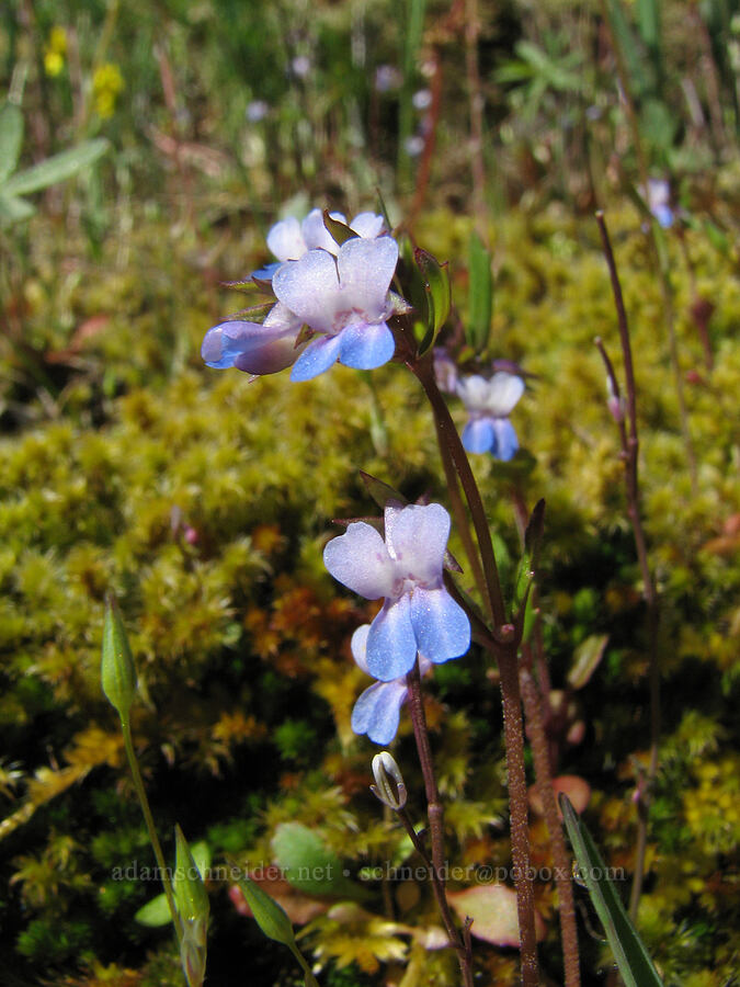 blue-eyed Mary (Collinsia sp.) [Catherine Creek, Gifford Pinchot National Forest, Klickitat County, Washington]