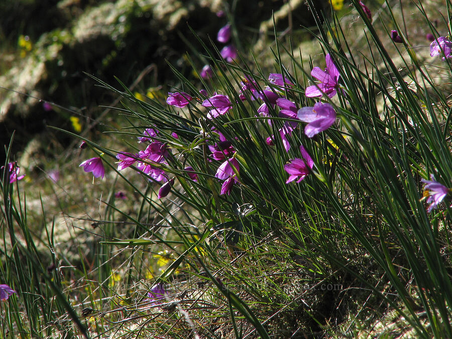 grass widows (Olsynium douglasii) [Catherine Creek, Gifford Pinchot National Forest, Klickitat County, Washington]