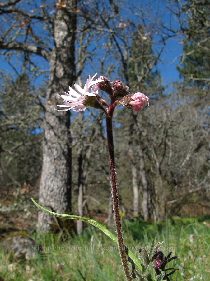 small-flowered prairie star (Lithophragma parviflorum) [Catherine Creek, Gifford Pinchot National Forest, Klickitat County, Washington]