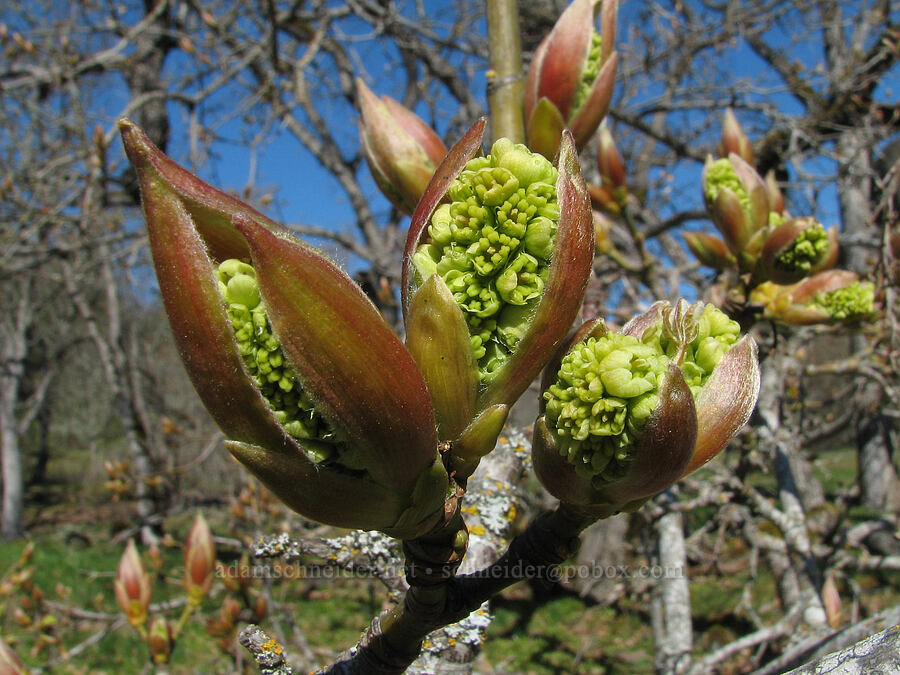bigleaf maple flowers (Acer macrophyllum) [Catherine Creek, Gifford Pinchot National Forest, Klickitat County, Washington]