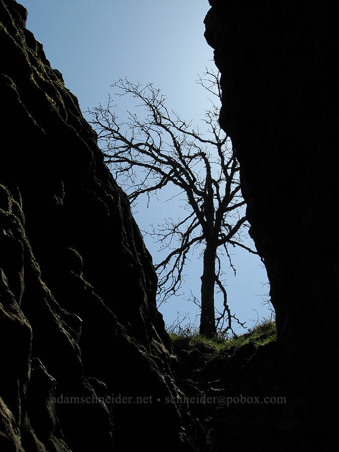 rock arch & tree [Catherine Creek, Gifford Pinchot National Forest, Klickitat County, Washington]