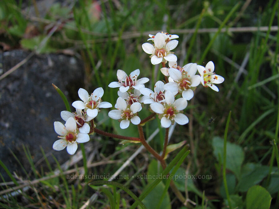 saxifrage (Micranthes occidentalis (Saxifraga occidentalis), Micranthes sp. (Saxifraga sp.)) [east of Catherine Creek, Gifford Pinchot National Forest, Klickitat County, Washington]