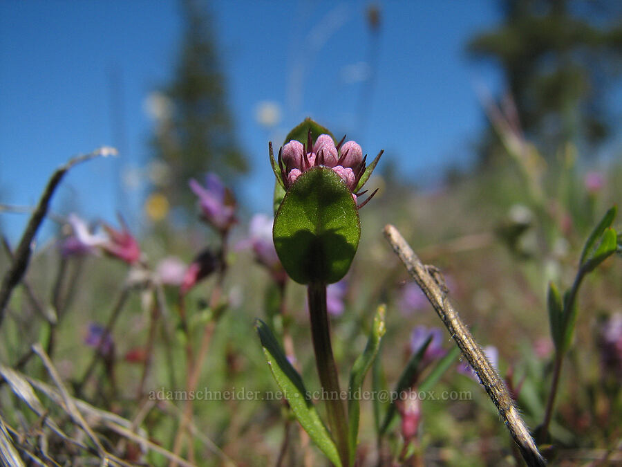 rosy plectritis, budding (Plectritis congesta) [east of Catherine Creek, Gifford Pinchot National Forest, Klickitat County, Washington]