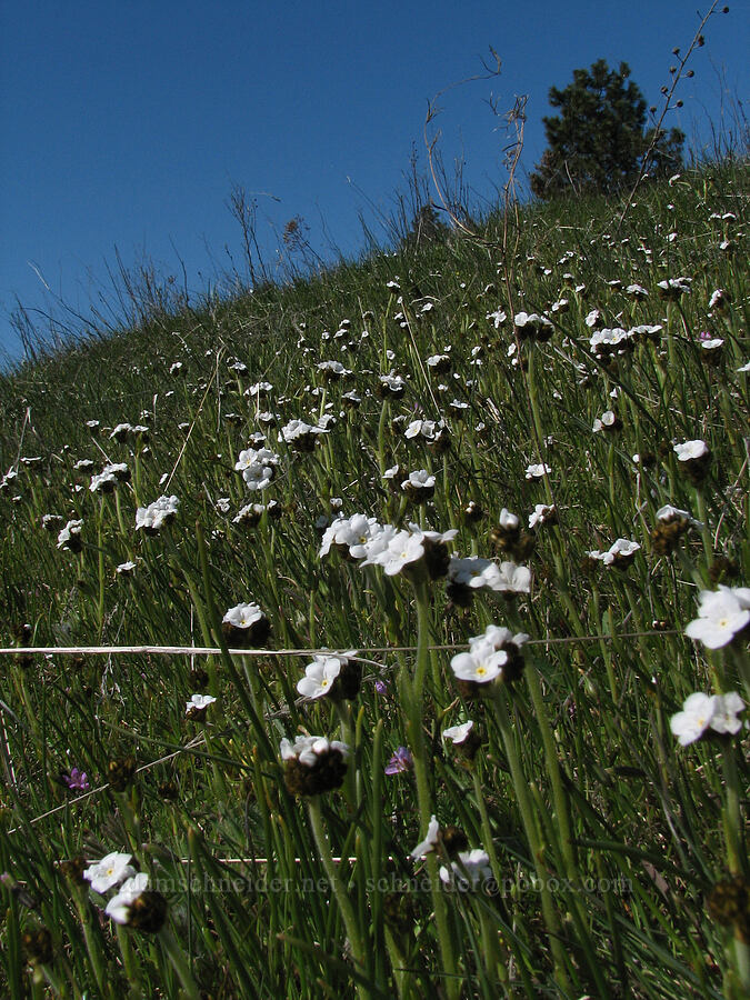 rusty popcorn flower (Plagiobothrys nothofulvus) [east of Catherine Creek, Gifford Pinchot National Forest, Klickitat County, Washington]