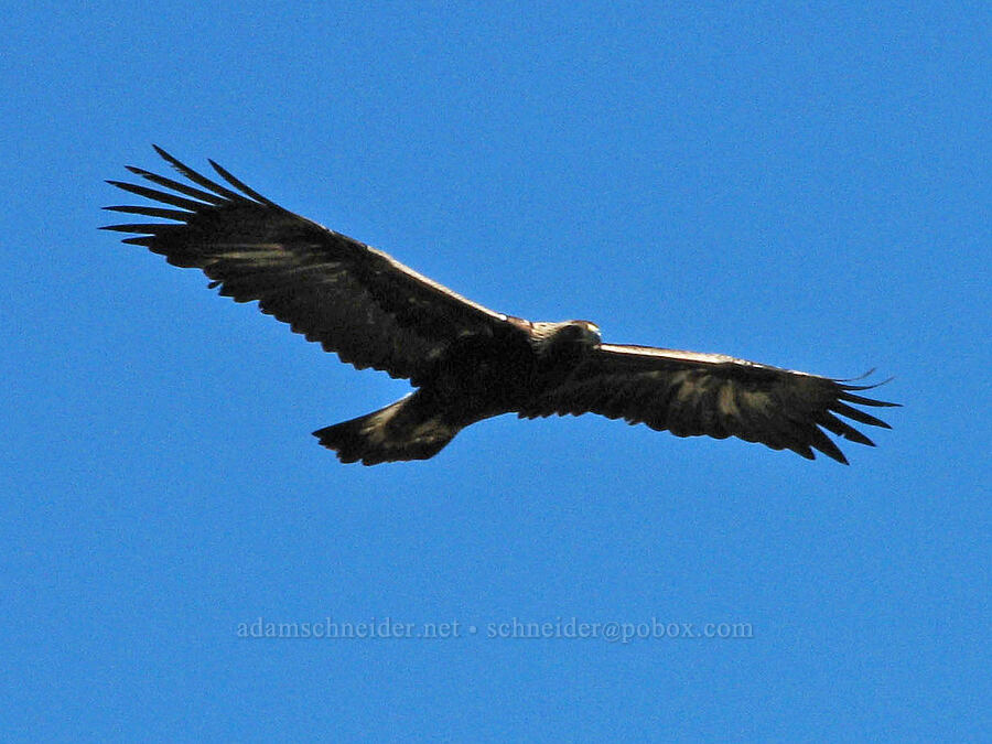 young golden eagle (Aquila chrysaetos) [Major Creek, Gifford Pinchot National Forest, Klickitat County, Washington]