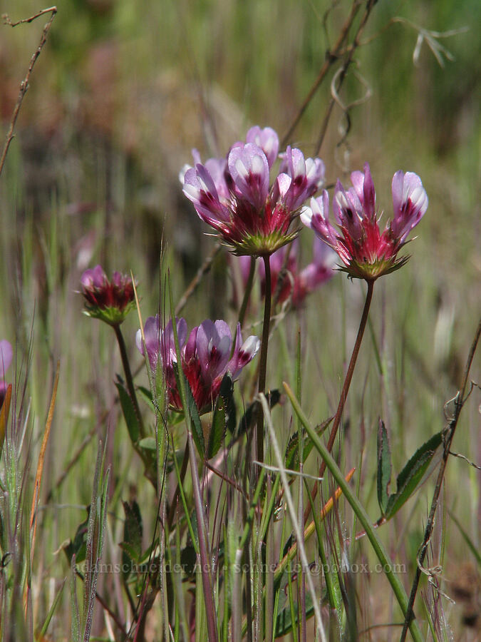 few-flowered clover (?) (Trifolium oliganthum) [Major Creek, Gifford Pinchot National Forest, Klickitat County, Washington]