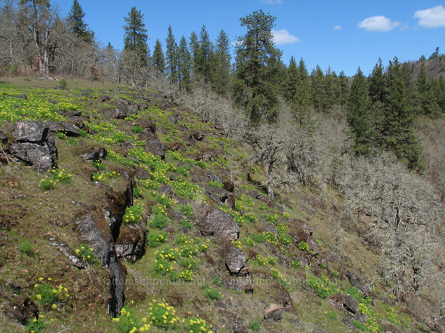 desert parsley & oak trees (Lomatium klickitatense (Lomatium grayi)) [Major Creek, Gifford Pinchot National Forest, Klickitat County, Washington]