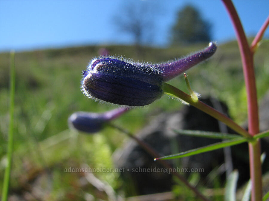larkspur, budding (Delphinium nuttallianum) [Catherine Creek, Gifford Pinchot National Forest, Klickitat County, Washington]