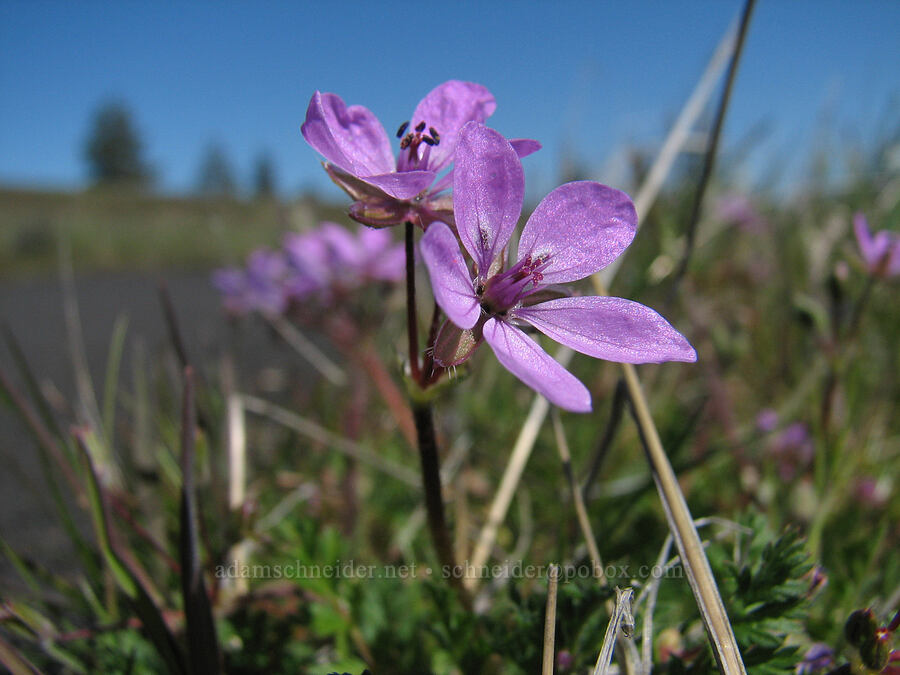 filaree (Erodium cicutarium) [Catherine Creek, Gifford Pinchot National Forest, Klickitat County, Washington]