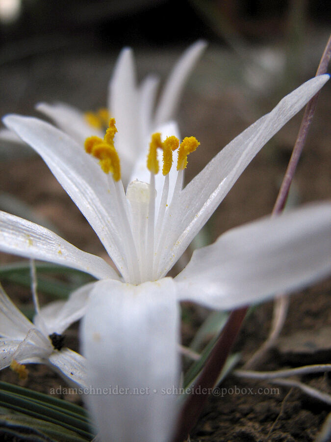 sand lily (Leucocrinum montanum) [Tollgate, Sisters, Deschutes County, Oregon]